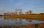 Rheinhochwasser Januar 2011 - K-Flittard Deich 01.jpg