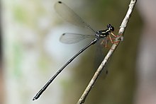 Rhipidolestes hiraoi(Mature Male , Japan , 2019.06.23).jpg