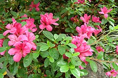 Description de l'image Rhododendron kiusianum Makino.JPG.