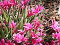 Miniatura para Rhodohypoxis baurii