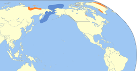 Área de distribución de Rhodostethia rosea. En cor alaranxada, área de nidificación; en azul, área de invernada.