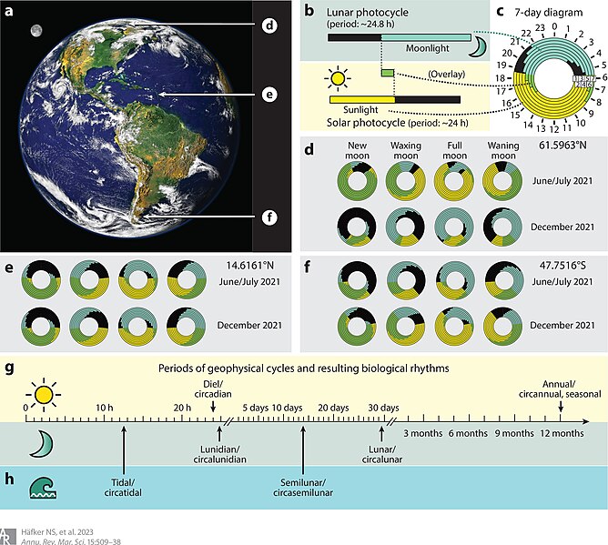 File:Rhythms and Clocks in Marine Organisms Figure 1 Solar and Lunar Cycles ma150509.f1.jpg