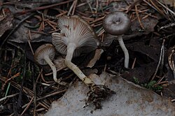 Risoidlehtrik Clitocybe pruinosa