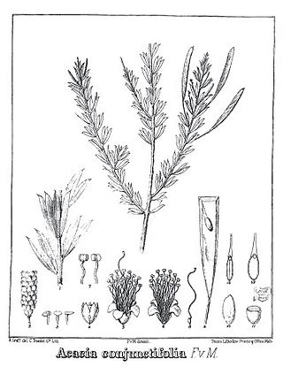 <i>Acacia conjunctifolia</i> Species of legume