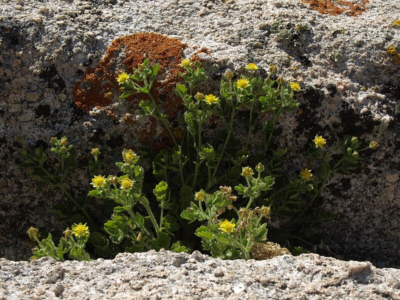 File:Rock cinquefoil, Ivesia saxosa (16016648622).jpg