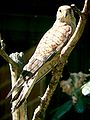 Lesser kestrel Falco naumanni