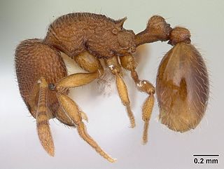 <i>Rogeria</i> (genus) genus of insects