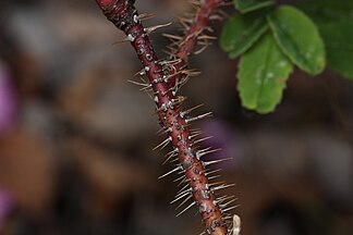 Rosa acicularis