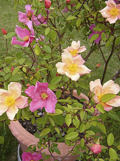 <i>Rosa <span style="font-style:normal;">×</span> odorata</i> Species of flowering plant