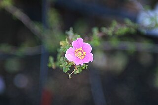 <i>Rosa stellata</i> Species of flowering plant