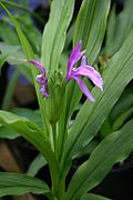 Roscoea capitata