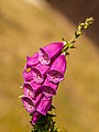 * Nomination Roter Fingerhut Digitalis-purpurea. --Fischer.H 18:32, 17 March 2018 (UTC) * Promotion Good quality --Llez 21:42, 17 March 2018 (UTC)