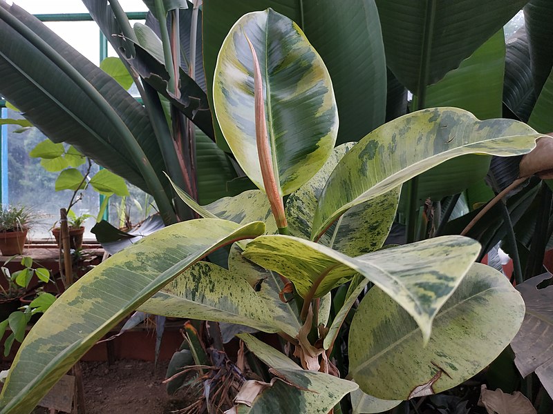 File:Rubber plant (Ficus elastica Roxb.).jpg