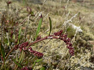 Common Sheep Sorrel