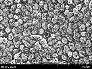 SEM image of stomata on the lower surface of a leaf.