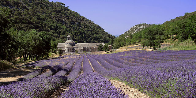 Image: SENANQUE Lavende   panoramio