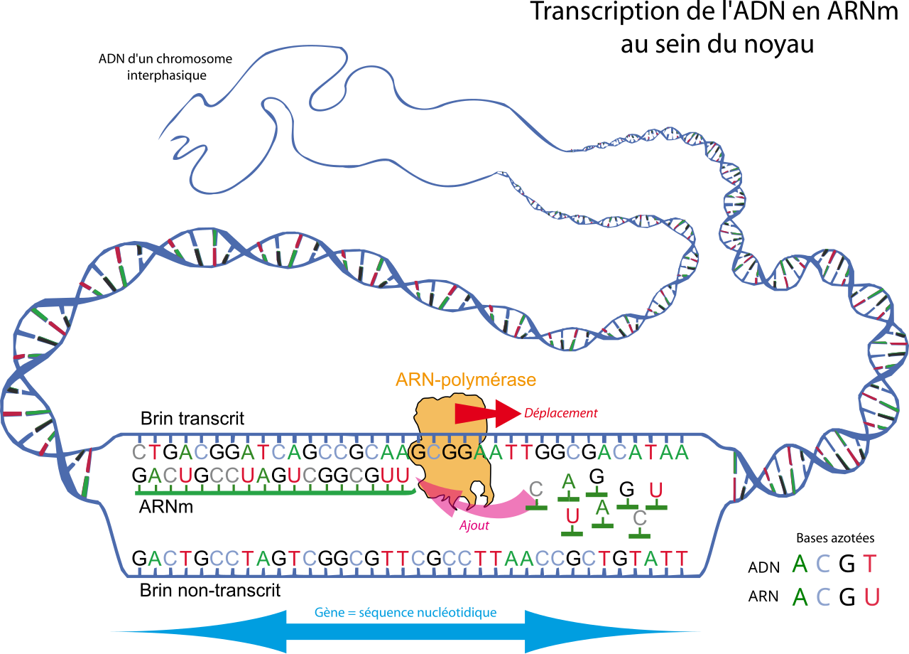 File Svt Adn Transcription Fr Svg Wikimedia Commons