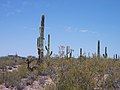 The Monument is also home to many saguaro cacti