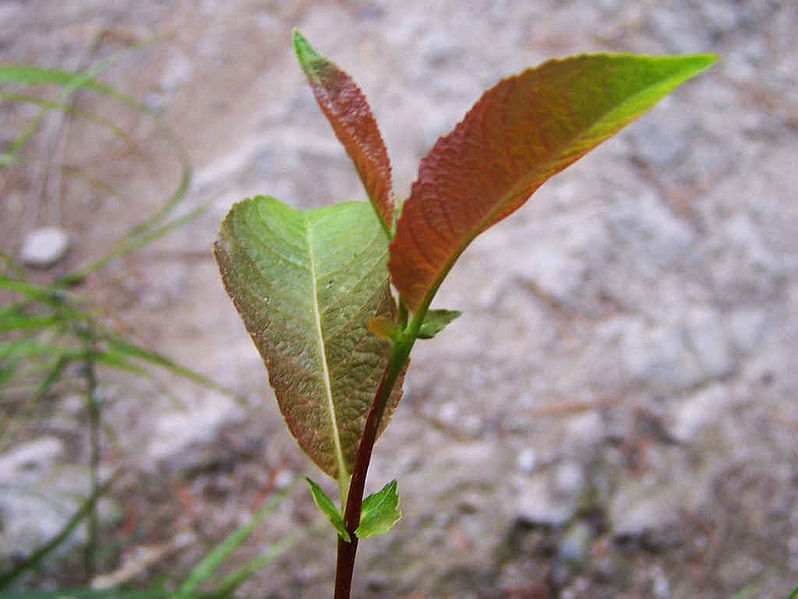 File:Salix silesiaca a5.jpg