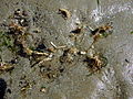 Sand masons (Lanice conchilega) - geograph.org.uk - 1427632.jpg