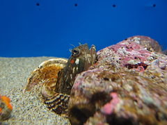 Морская собака. Neoclinus blanchardi. Щучья морская собачка. Морские собачки в черном море. Рыба собака Черноморская.