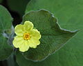 Saruma henryi. Prachtige plant voor in halfschaduw met fluweelachtig aaibaar blad.