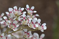 State Flower of the Norwegian Kingdom