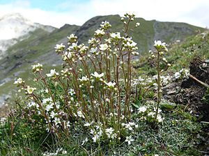 Grape Saxifrage (Saxifraga paniculata) in the Zillertal Alps