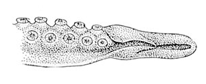Scaeurgus patagiatus hectocotylus-2.jpg