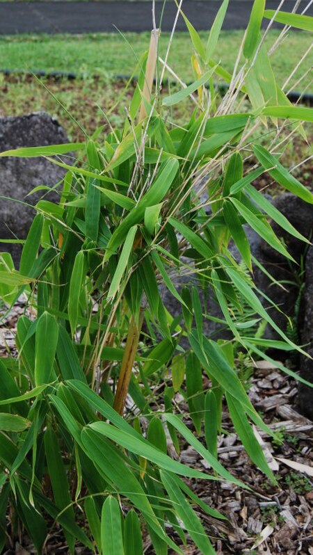 Schizostachyum glaucifolium