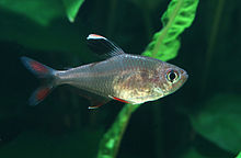 Schmucksalmler Hyphessobrycon bentosi.jpg