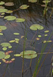 Schoenoplectus torreyi InsectImages 5549489 (обрезано) .jpg