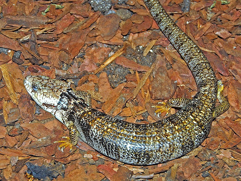 File:Scincidae - Cyclodomorphus gerrardii.JPG