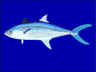 Korean mackerel Species of fish