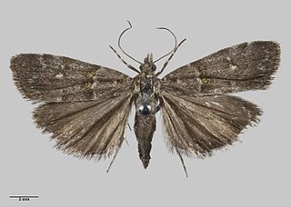 <i>Scoparia sylvestris</i> Species of moth