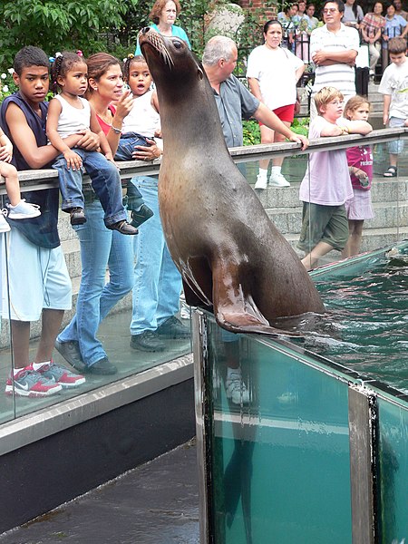 File:Sea lion, Central Park Zoo.jpg