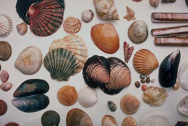 Hobby: collecting seashells