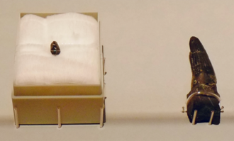 Partial tooth of an indeterminate spinosaurid (KDC-PV-0003) and possible Siamosaurus tooth (GMNH-PV-999) from the Sebayashi Formation in the National Museum of Nature and Science, Tokyo Sebayashi spinosaurid teeth.png