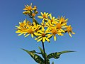 Inflorescence