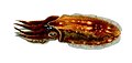 Sepia elegans, un Sepiida