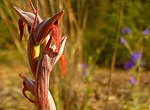 Miniatura para Serapias parviflora