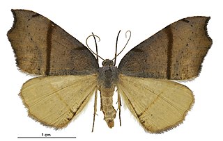 <i>Sestra flexata</i> Species of moth endemic to New Zealand