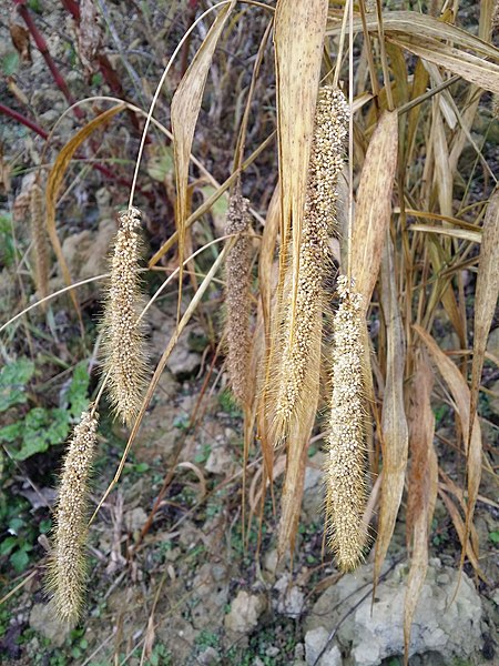 File:Setaria italica subsp. italica sl14.jpg