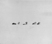 Шеклтон, Уайлд, Адамс и Маршалл со своими пони на старте. 1 ноября 1908 года