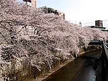 Shakujii River and Sakura 20100403.jpg