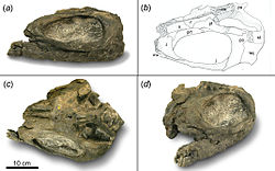 Shastasaurus pacificus.jpg