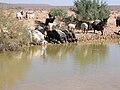 Cattle in Kyzyl Kum (Uzbekistan).jpg