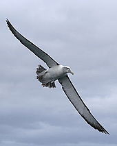 Shy albatross frequently follow fishing boats Shy albatross in flight.jpg