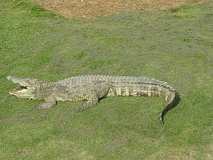 Siamese Crocodile.jpg