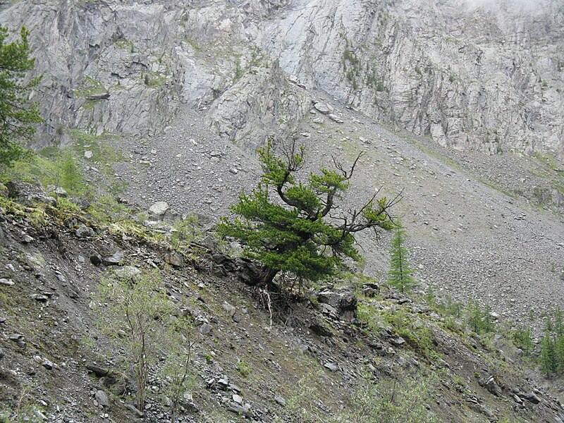 File:Siberian Pine, Altai Mountains 1.jpg